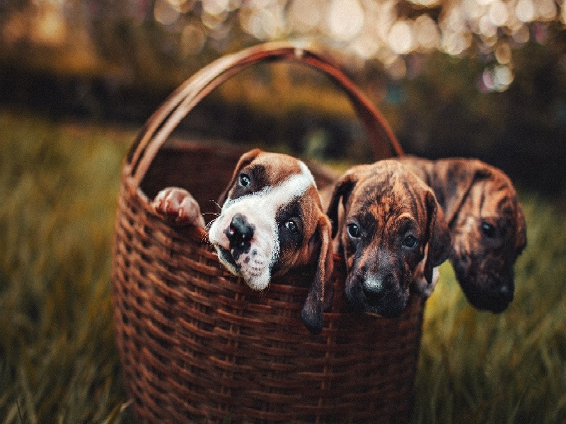 针试管婴儿,试管婴儿2012